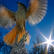 Image for article titled Swedish Nature Photographer Exposed as Giant Photoshopping Fraud
